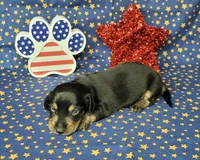 AKC "Levi" purebred, a male Miniature Dachshund for sale in Laurel, IN – 5 of 6