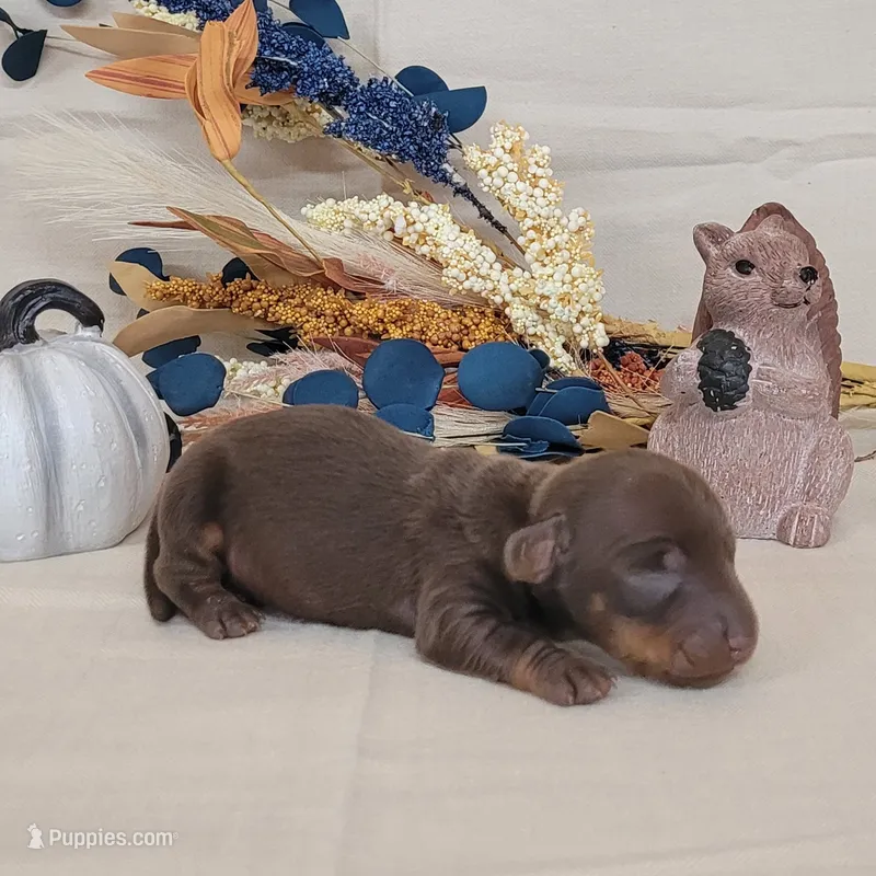 AKC Hank purebred  – Miniature Dachshund puppy for sale in Laurel, IN