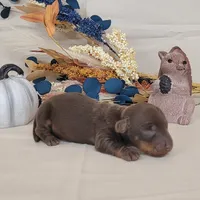 AKC Hank purebred , a male Miniature Dachshund for sale in Laurel, IN – 1 of 3