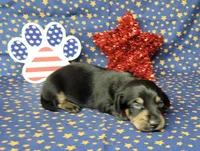AKC "Levi" purebred, a male Miniature Dachshund for sale in Laurel, IN – 6 of 6