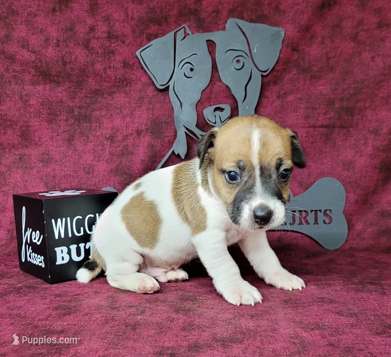 "Pyro" CKC Registered male – Jack Russell Terrier puppy for sale in Laurel, IN