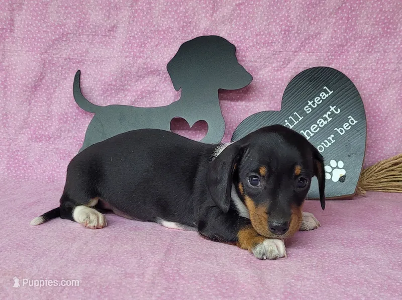 Sofie AKC female – Miniature Dachshund puppy for sale in Laurel, IN