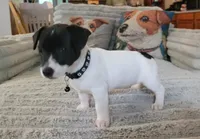 Pebbles Ready NOW, a female Jack Russell Terrier for sale in Laurel, IN – 3 of 6