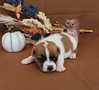 CKC Noxx Delivery Available , a male Jack Russell Terrier for sale in Laurel, IN – 3 of 5