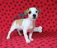 Jinx purebred JRT , a female Jack Russell Terrier for sale in Laurel, IN – 1 of 8