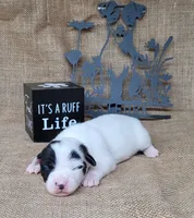 Paige CKC Registered , a female Jack Russell Terrier for sale in Laurel, IN – 4 of 6