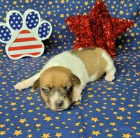 Riggs CKC male, a male Jack Russell Terrier for sale in Laurel, IN – 1 of 7