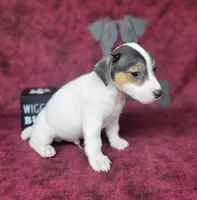 Ricochet purebred JRT, a male Jack Russell Terrier for sale in Laurel, IN – 4 of 6