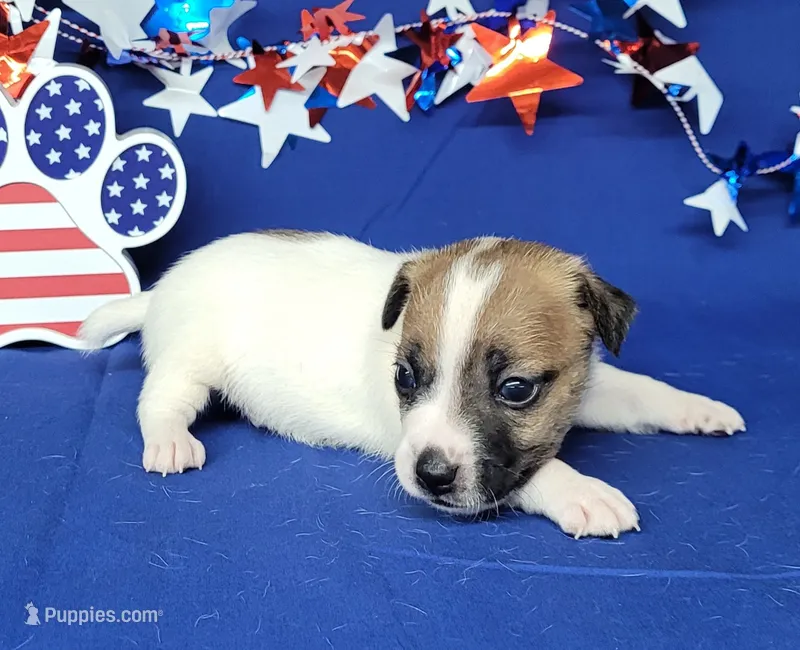 CKC "Pilot" Delivery available  – Jack Russell Terrier puppy for sale in Laurel, IN