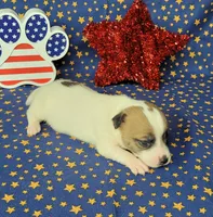 CKC "Pilot" Delivery available , a male Jack Russell Terrier for sale in Laurel, IN – 4 of 8