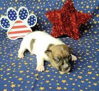 Roxi CKC female Delivery available , a female Jack Russell Terrier for sale in Laurel, IN – 5 of 5