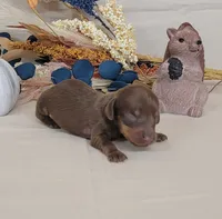 AKC Hugo Delivery Available , a male Miniature Dachshund for sale in Laurel, IN – 3 of 4