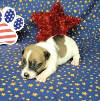 "Pyro" CKC Registered male, a male Jack Russell Terrier for sale in Laurel, IN – 1 of 8
