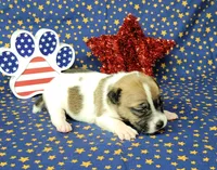 "Pyro" CKC Registered male, a male Jack Russell Terrier for sale in Laurel, IN – 6 of 8