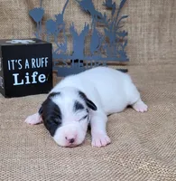 Paige CKC Registered , a female Jack Russell Terrier for sale in Laurel, IN – 3 of 6