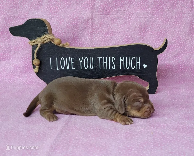 Cora AKC *Delivery* – Miniature Dachshund puppy for sale in Laurel, IN