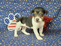 Romeo purebred JRT, a male Jack Russell Terrier for sale in Laurel, IN – 3 of 4