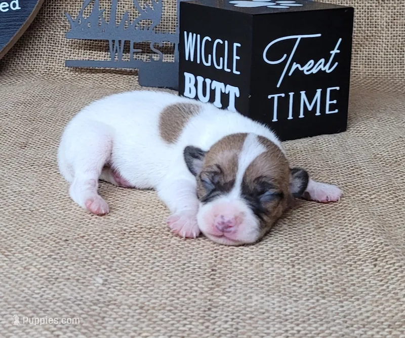Racer CKC purebred *Delivery* – Jack Russell Terrier puppy for sale in Laurel, IN