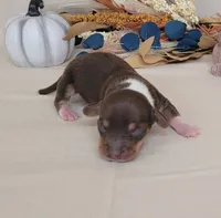 AKC Harriet purebred Miniature Dachshund , a female Miniature Dachshund for sale in Laurel, IN – 3 of 4