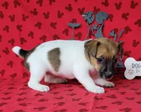 Roxi CKC female Delivery available , a female Jack Russell Terrier for sale in Laurel, IN – 3 of 8
