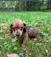 AKC Wynona *Delivery Available*, a female Miniature Dachshund for sale in Laurel, IN – 4 of 8