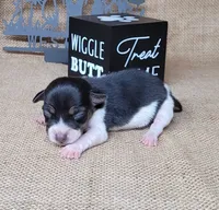 Romeo purebred JRT, a male Jack Russell Terrier for sale in Laurel, IN – 2 of 5