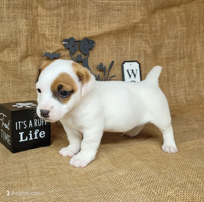 NASH CKC Reg purebred – Jack Russell Terrier puppy for sale in Laurel, IN