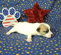 CKC "Pilot" Delivery available , a male Jack Russell Terrier for sale in Laurel, IN – 6 of 8