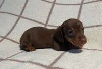 AKC Wayne *Delivery Available*, a male Miniature Dachshund for sale in Laurel, IN – 6 of 6