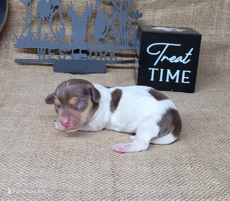 Chloe AKC purebred *Delivery* – Miniature Dachshund puppy for sale in Laurel, IN