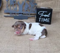 Chloe AKC purebred *Delivery*, a female Miniature Dachshund for sale in Laurel, IN – 1 of 4