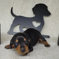 Bailey AKC, a female Miniature Dachshund for sale in Laurel, IN – Photo 4 of 4