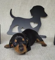 Bailey AKC, a female Miniature Dachshund for sale in Laurel, IN – Photo 4 of 4