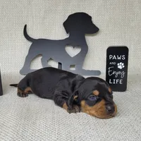 Bailey AKC, a female Miniature Dachshund for sale in Laurel, IN – Photo 3 of 4