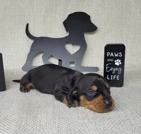 Bailey AKC, a female Miniature Dachshund for sale in Laurel, IN – Photo 3 of 4