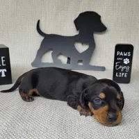 Bailey AKC, a female Miniature Dachshund for sale in Laurel, IN – Photo 1 of 4