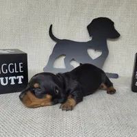 Bailey AKC, a female Miniature Dachshund for sale in Laurel, IN – Photo 2 of 4