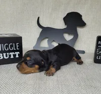 Bailey AKC, a female Miniature Dachshund for sale in Laurel, IN – Photo 2 of 4