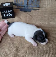 Pebbles purebred Jack Russell Terrier , a female Jack Russell Terrier for sale in Laurel, IN – 4 of 4