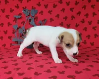 CKC Thor *Delivery Available , a male Jack Russell Terrier for sale in Laurel, IN – 2 of 6