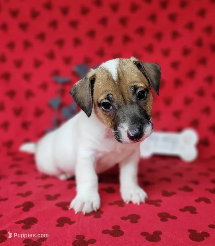 CKC "Pogo" delivery available  – Jack Russell Terrier puppy for sale in Laurel, IN