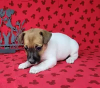 Roxi CKC female Delivery available , a female Jack Russell Terrier for sale in Laurel, IN – 5 of 8