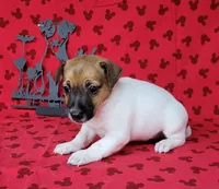 Roxi CKC female Delivery available , a female Jack Russell Terrier for sale in Laurel, IN – 4 of 8