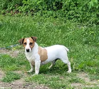 Moses STUD for sale, a male Jack Russell Terrier for sale in Laurel, IN – 5 of 6