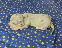 AKC Lexi Dapple female, a female Miniature Dachshund for sale in Laurel, IN – 2 of 6