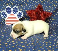CKC Pax *Delivery available*, a male Jack Russell Terrier for sale in Laurel, IN – 4 of 7