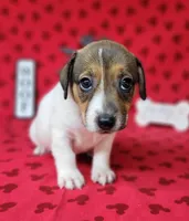 Pringle female *delivery available*, a female Jack Russell Terrier for sale in Laurel, IN – 6 of 10