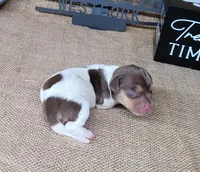 Chloe AKC purebred *Delivery*, a female Miniature Dachshund for sale in Laurel, IN – 3 of 4
