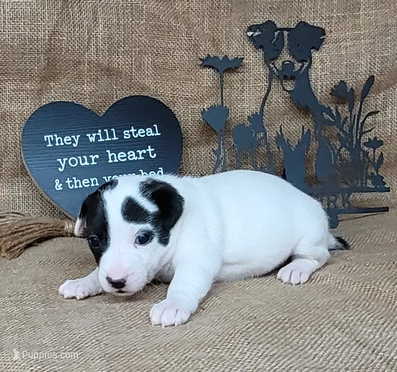 Paige CKC Registered  – Jack Russell Terrier puppy for sale in Laurel, IN