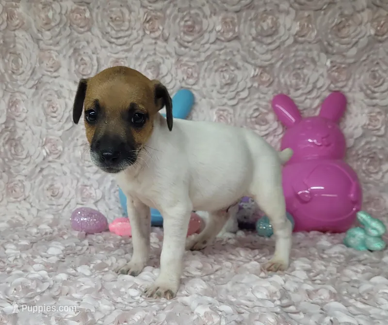 "Mello" CKC Registered  – Jack Russell Terrier puppy for sale in Laurel, IN